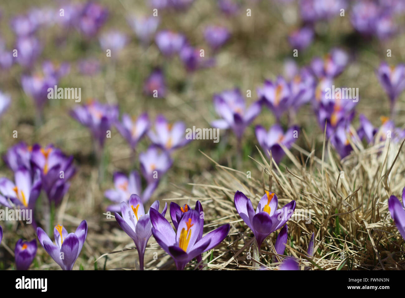 Les montagnes de Tatra, les crocus dans la vallée Chocholowska Banque D'Images