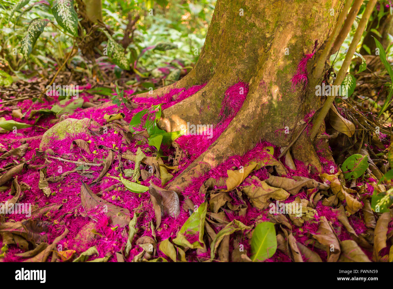 Péninsule de Osa, COSTA RICA - sol de la forêt tropicale, avec des pétales de fleurs du pommier de l'eau. Syzygium malaccensis Banque D'Images