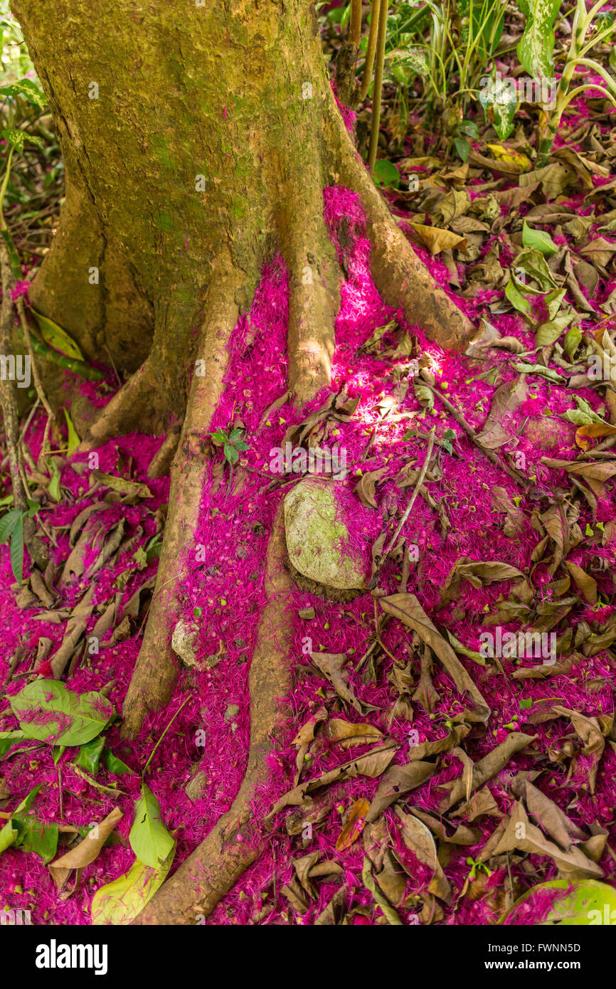 Péninsule de Osa, COSTA RICA - sol de la forêt tropicale, avec des pétales de fleurs du pommier de l'eau. Syzygium malaccensis Banque D'Images