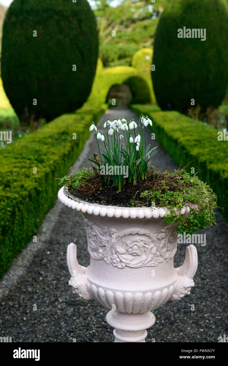 Snowdrop galanthus pot urne plantation semoir de décoration jardinage Jardins d'Altamont Carlow Floral RM Banque D'Images