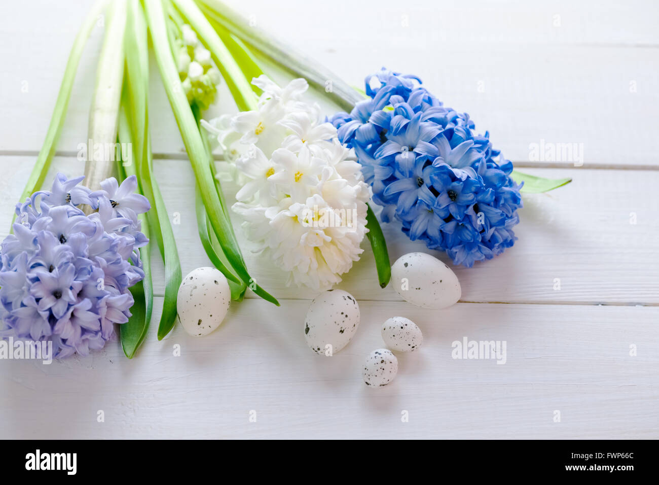 Fresh rose, bleu et blanc fleurs jacinthes avec oeufs de pâques en rayon de lumière sur fond de bois peint en blanc pour le texte. Banque D'Images