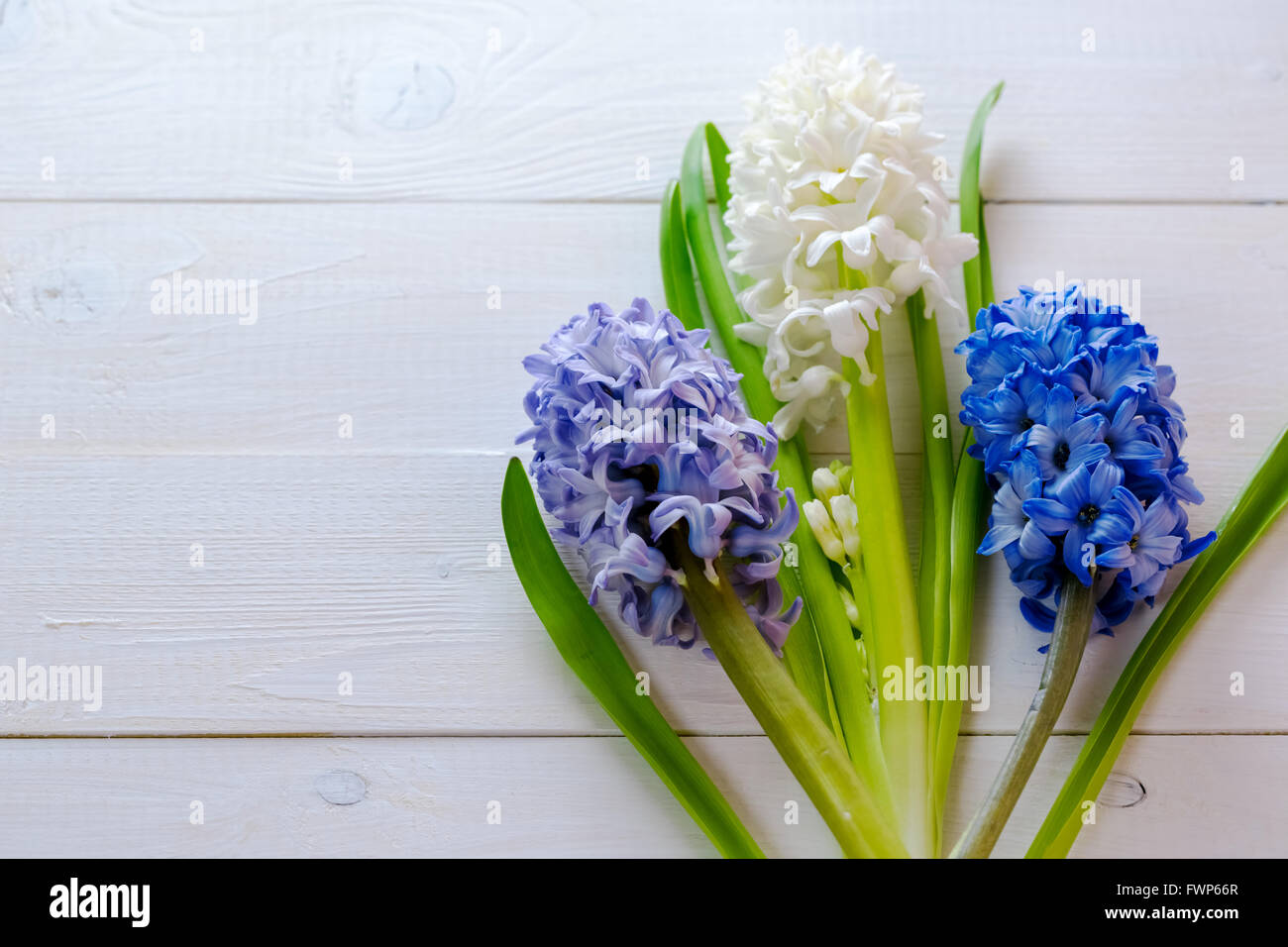 Fresh rose, bleu et blanc fleurs jacinthes dans rayon de lumière sur fond de bois peint en blanc. focus sélectif. Lieu de tex Banque D'Images