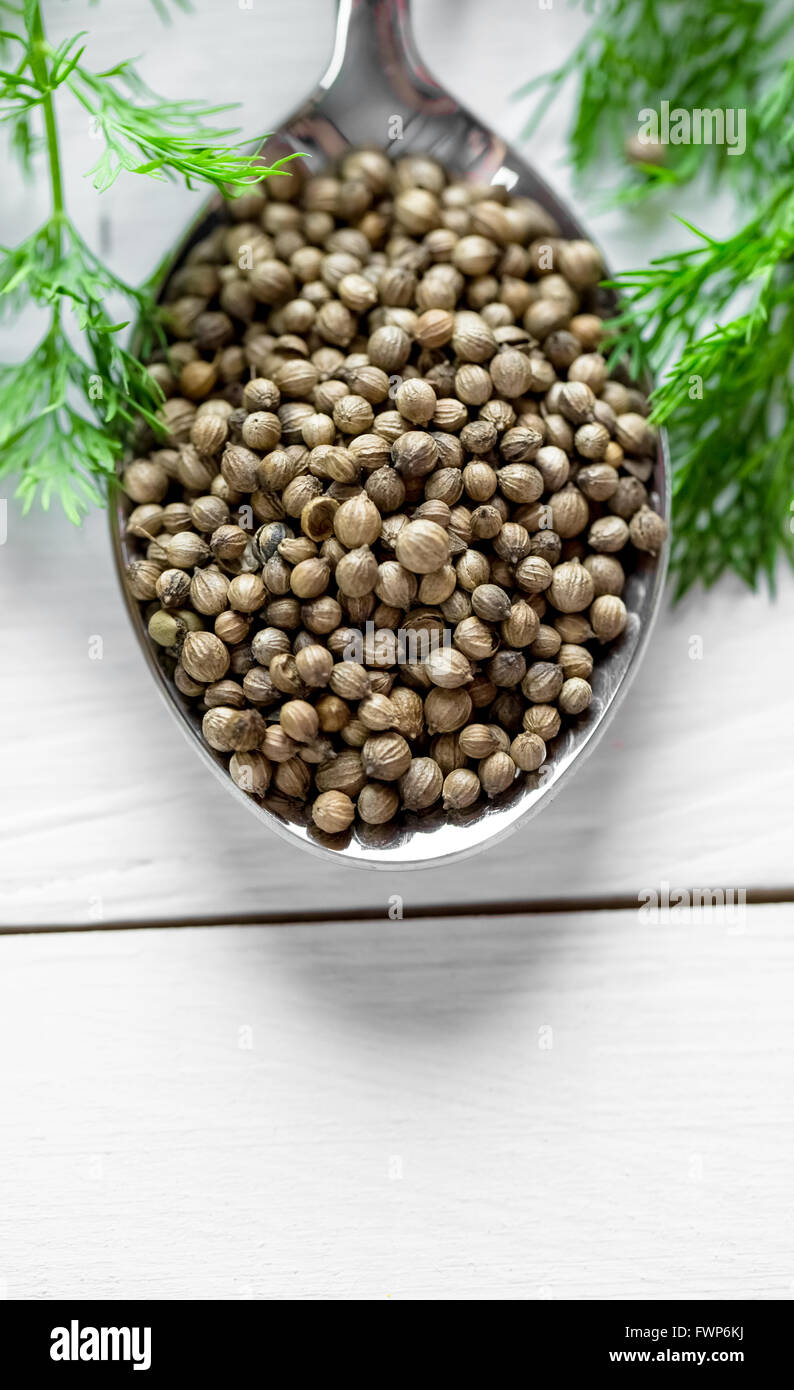 Beau grain de coriandre épices dans une cuillère de fer sur la vieille table en bois blanc avec l'aneth. espace libre pour votre texte Banque D'Images Beau grain de coriandre épices dans une cuillère de fer sur la vieille table en bois blanc avec l'aneth. espace libre pour votre texte Banque D'Images