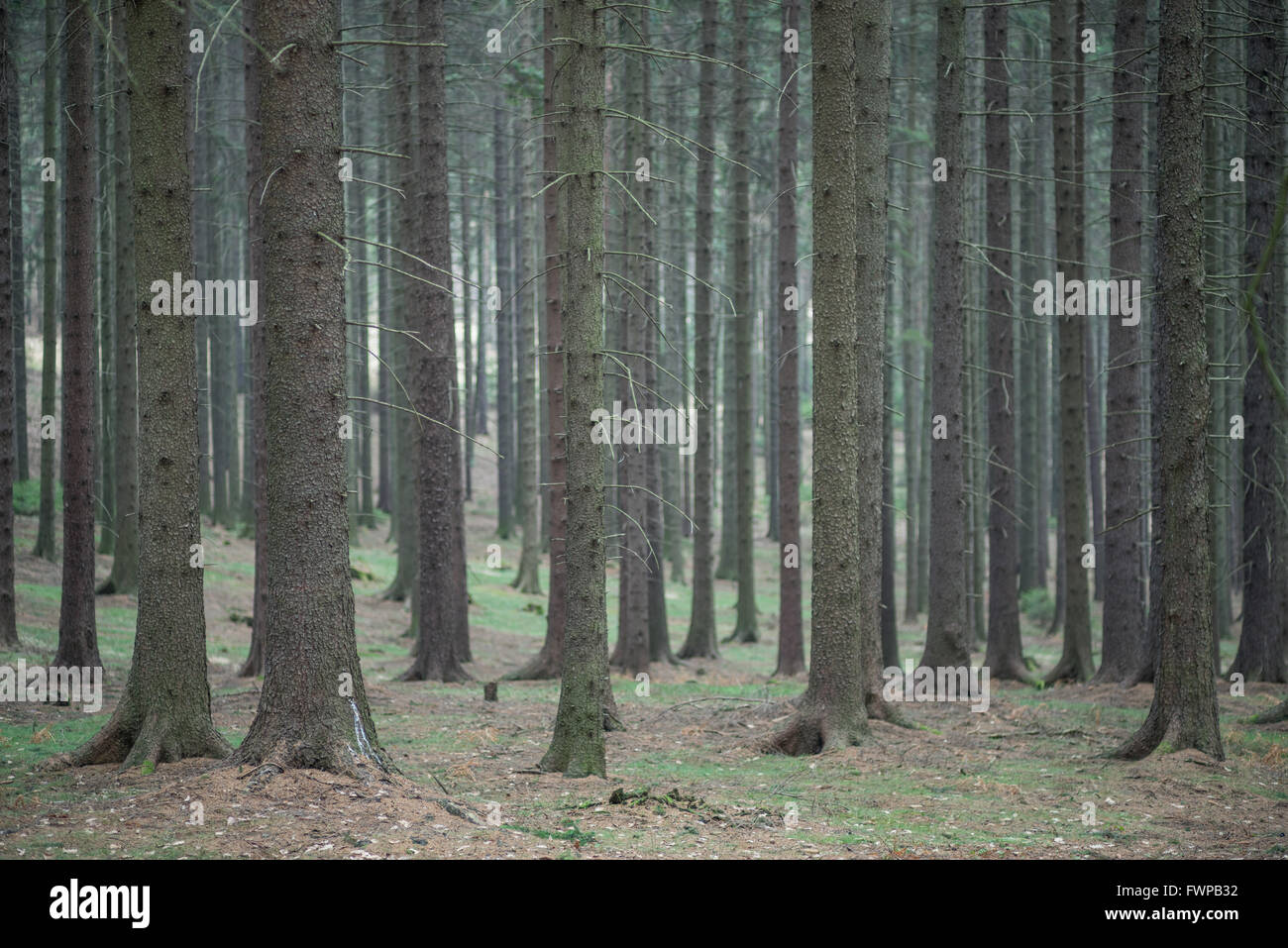 Le nord de l'Epicéa arbre arbres forêt au début du printemps Banque D'Images