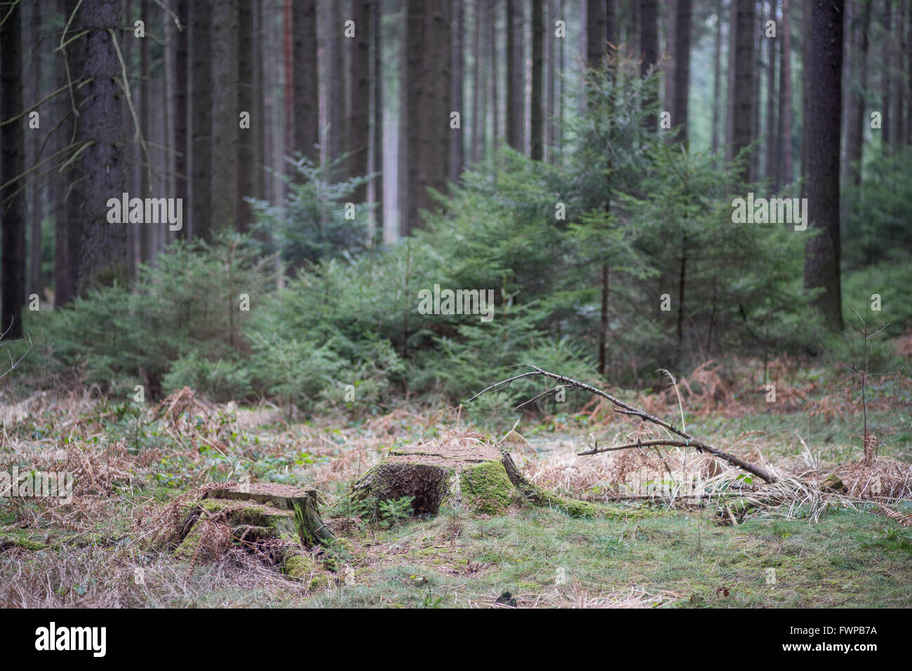 Le nord de l'Epicéa arbre arbres forêt au début du printemps Banque D'Images