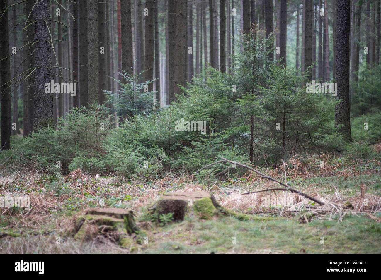 Le nord de l'Epicéa arbre arbres forêt au début du printemps Banque D'Images