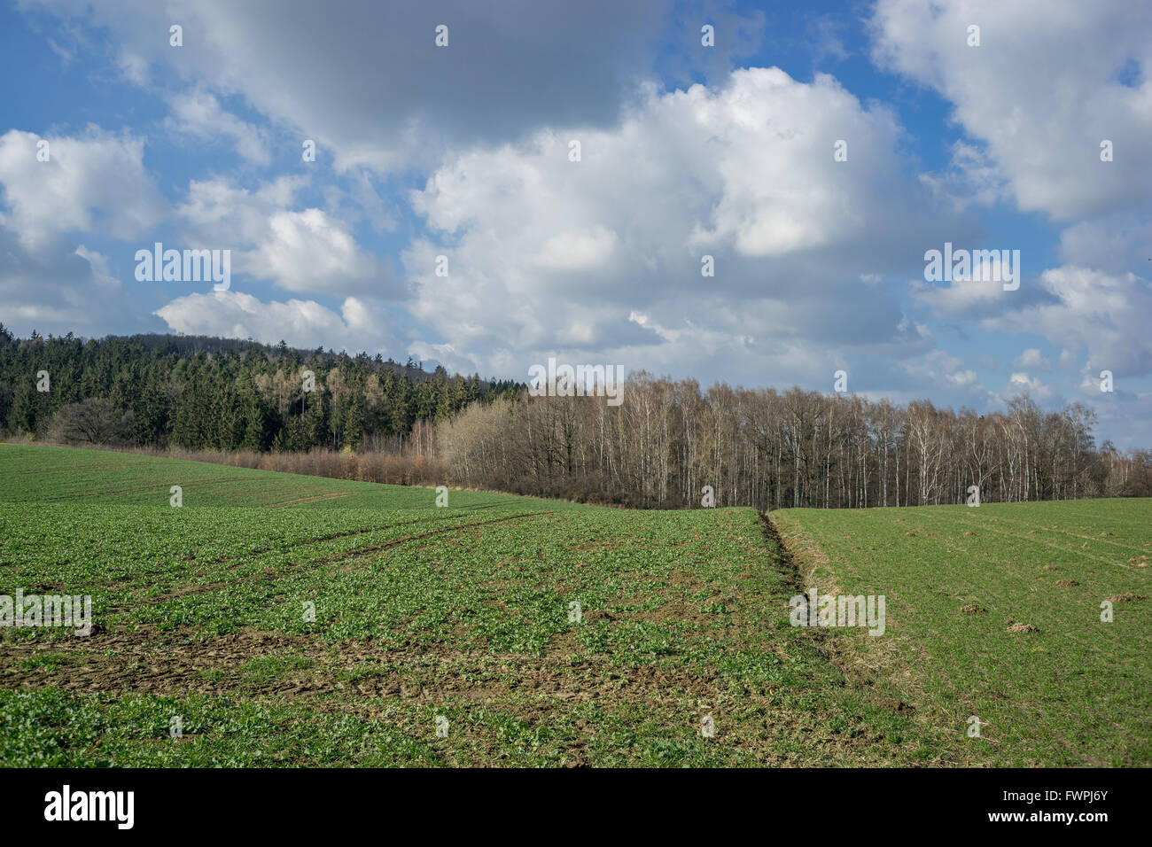Ciel de printemps ensoleillé avec des nuages,champs verts en germination et la zone basse Silésie Nieder Schlesien Banque D'Images