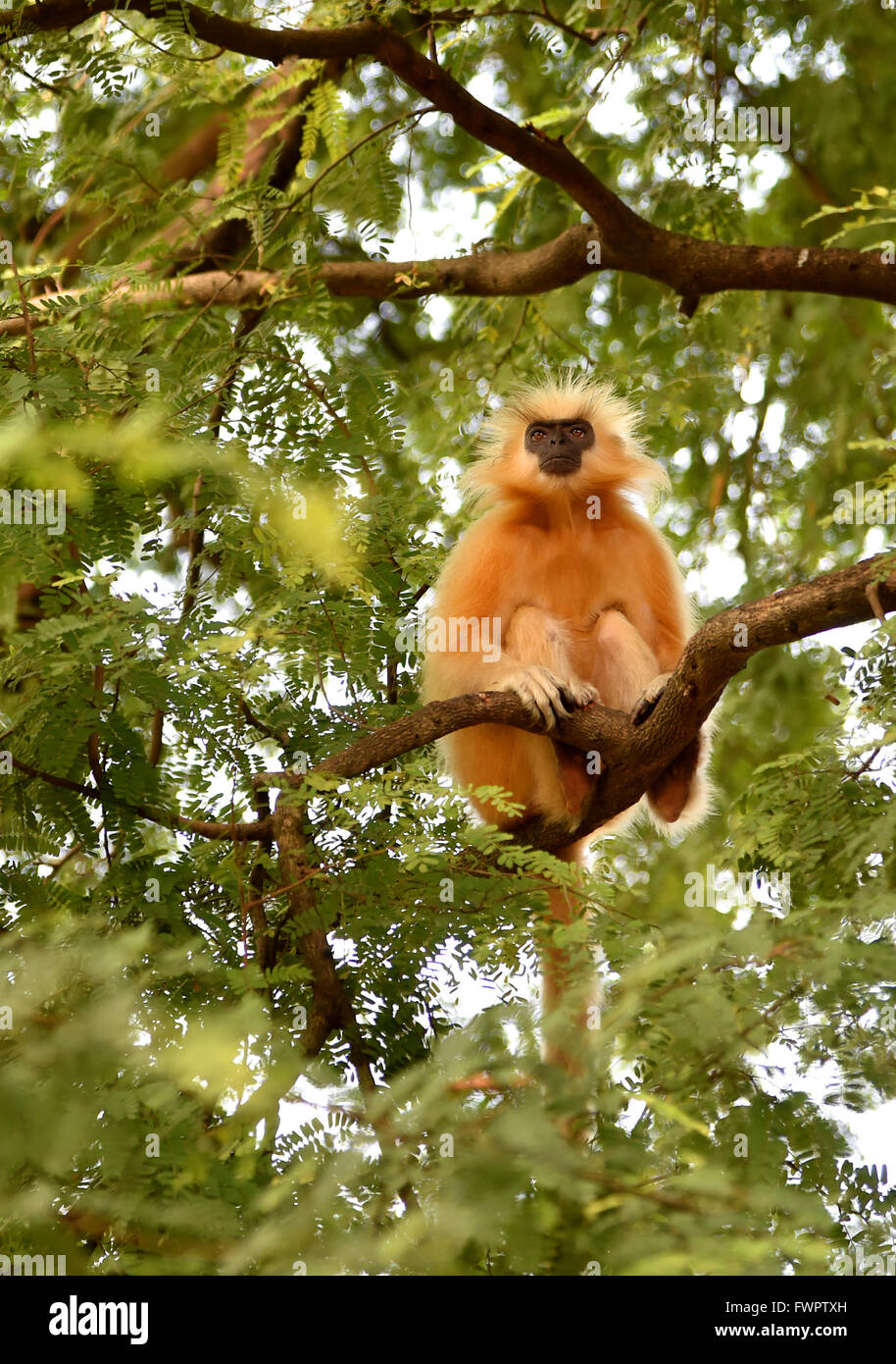 Gee's langur Doré (Golden Monkey) un singe vervet trouvés en Assam, Inde.C'est une des espèces de primates les plus menacées Banque D'Images