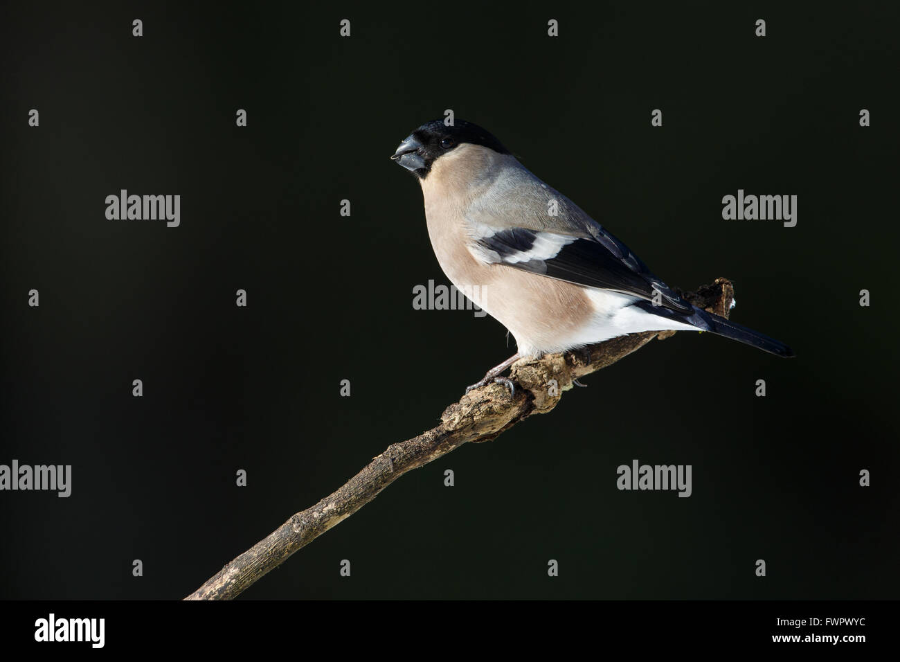 Canard colvert (Pyrrhula pyrrhula), Femme Banque D'Images