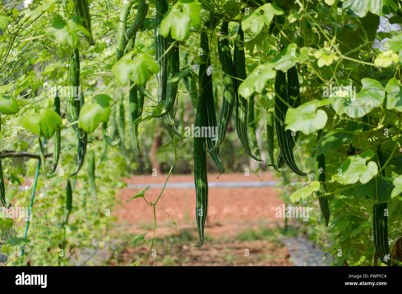 Snack-gourd hanging on vine Banque D'Images