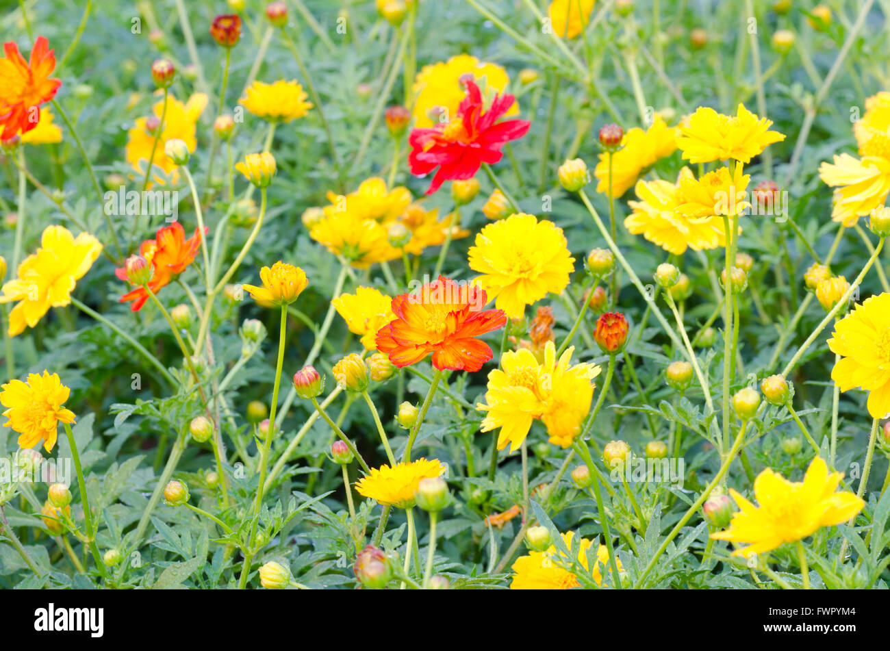 Fleurs de Cosmos Banque D'Images