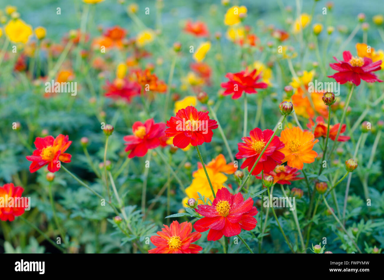 Fleurs de Cosmos Banque D'Images
