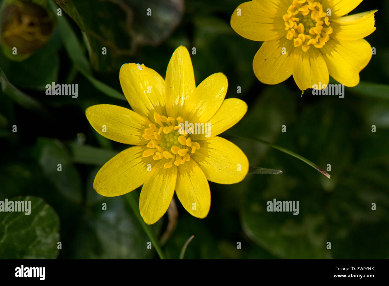 Lesser celandine, Ficaria verna, jaune brillant, renoncule fleur sur plante type au début du printemps, Berkshire, Avril Banque D'Images
