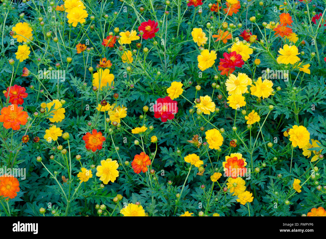 Fleurs de Cosmos Banque D'Images