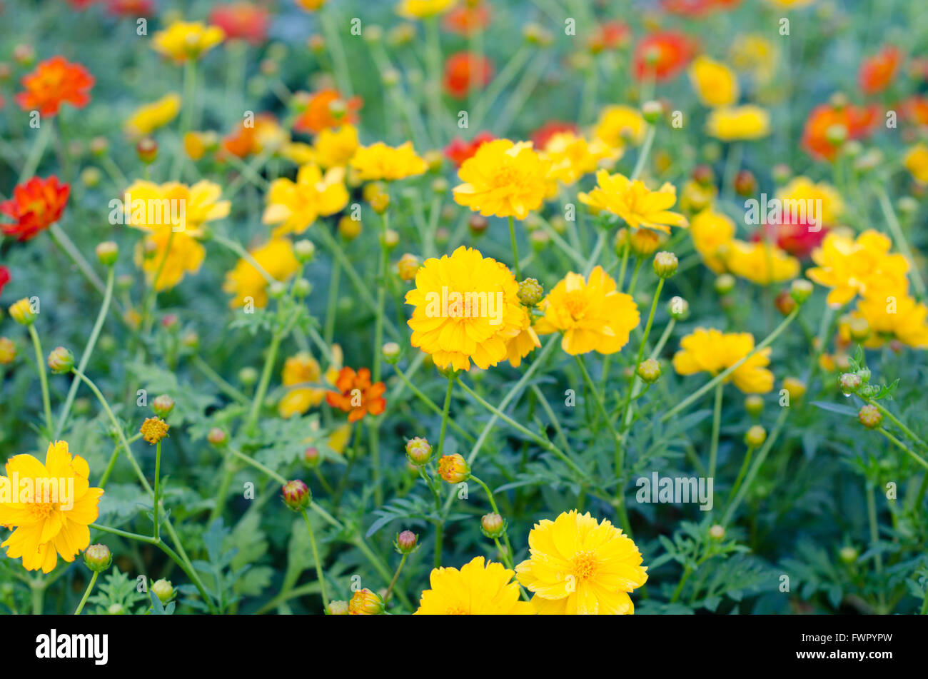 Fleurs de Cosmos Banque D'Images
