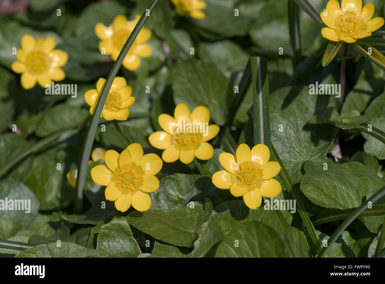 Lesser celandine, Ficaria verna, jaune brillant, fleurs à l'usine de type bouton d'or au début du printemps, Berkshire, Avril Banque D'Images