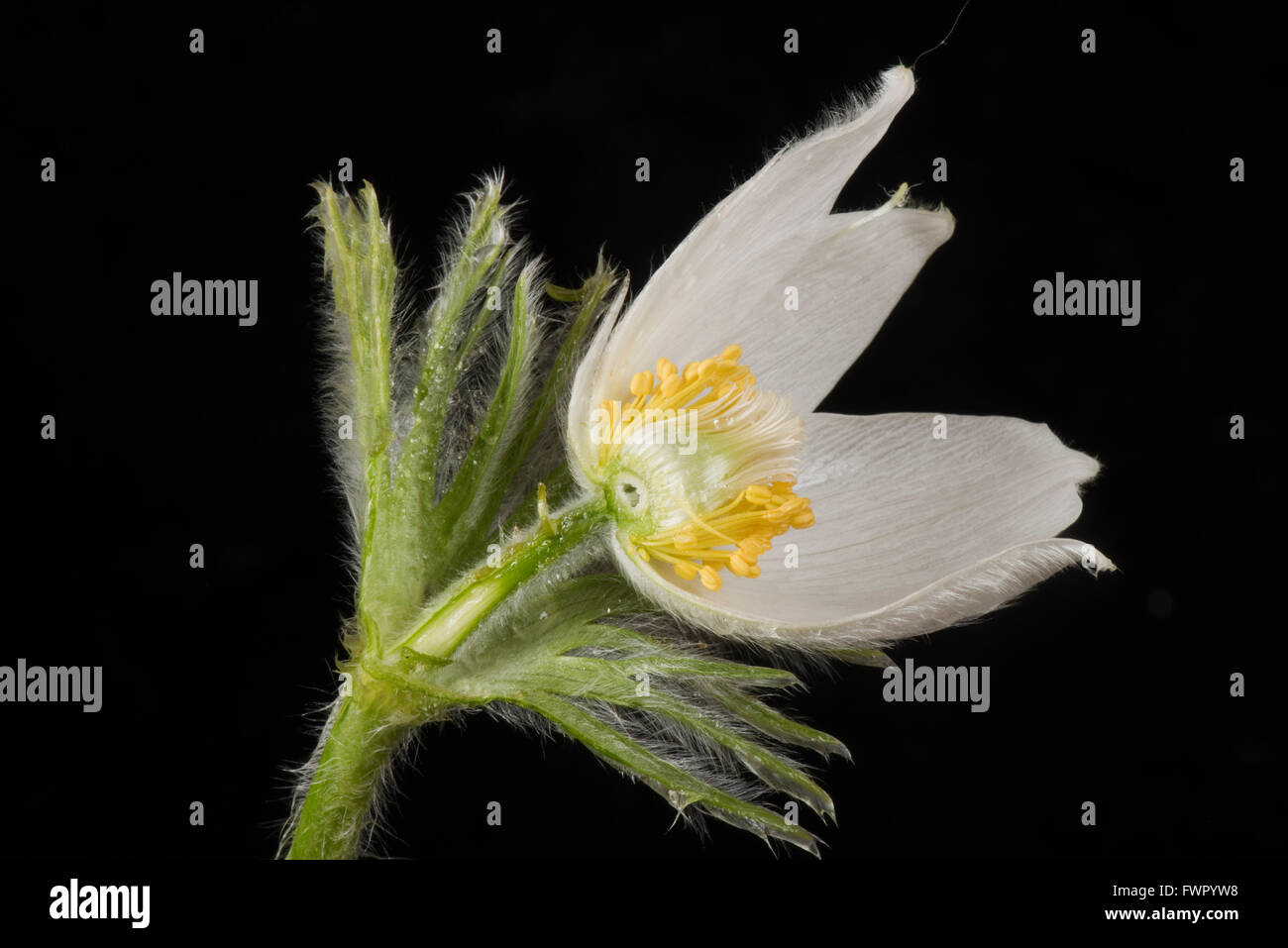 White pasqueflower Pulsatilla vulgaris, 'Alba' plante vivace ornementale fleur section pour montrer sa structure Banque D'Images