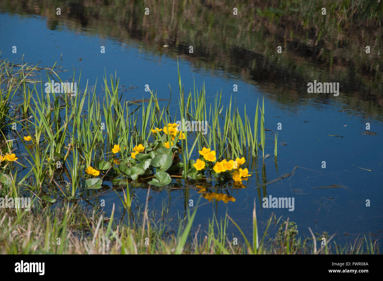 Jaune des marais plante pousse dans l'eau Banque D'Images