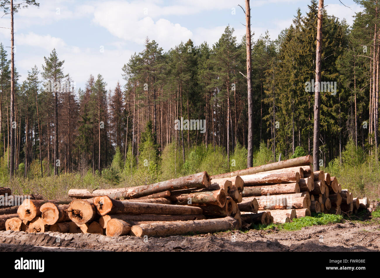 Plusieurs journaux empilés en tas près de la forêt Banque D'Images