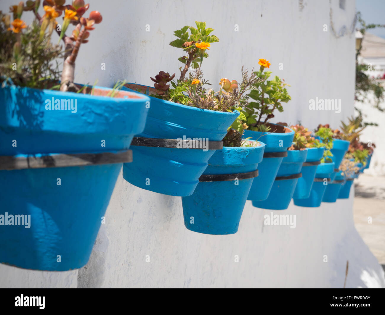 Pots de fleurs bleus Banque D'Images