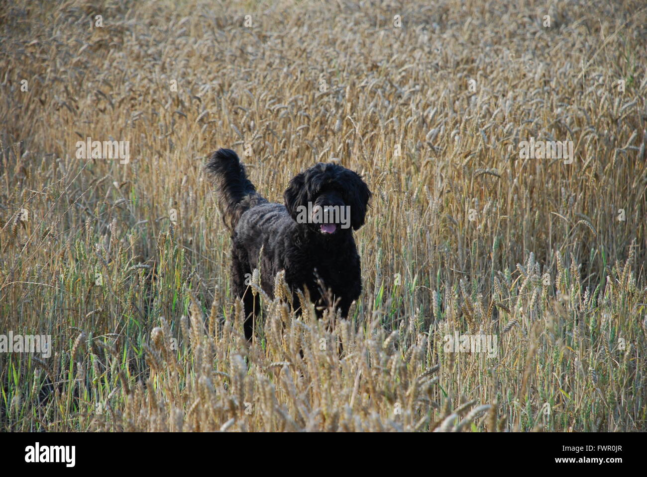 Chien d'eau portugais dans un champ de blé Banque D'Images