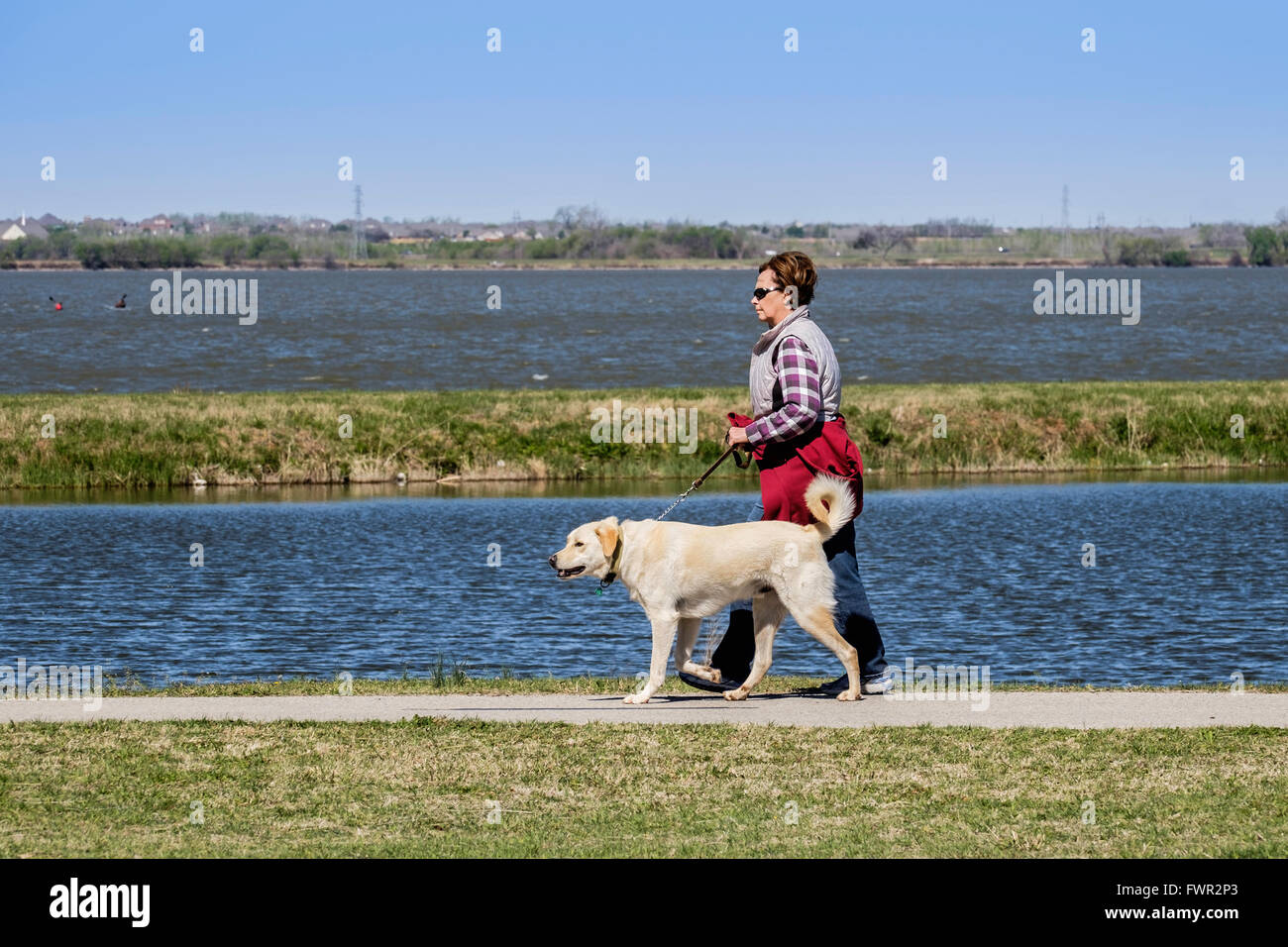 A middle-aged Woman femme entre son Labrador Retriever sur les sentiers du lac Overholser inOklahoma City, Oklahoma, USA. Banque D'Images