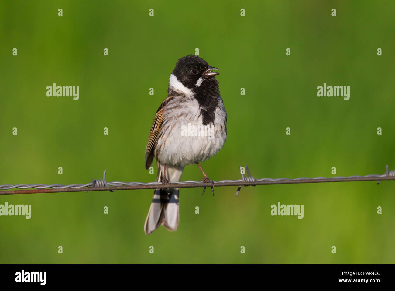 Roseau commun (Emberiza schoeniclus mâle) appelez de barbelés au printemps Banque D'Images