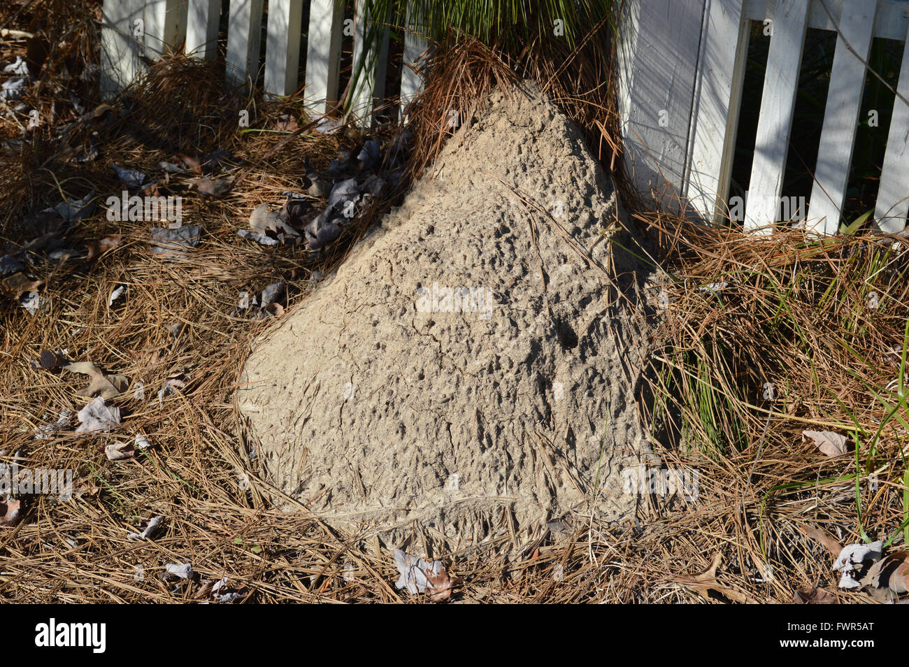 Un monticule de fourmi de feu près d'une zone résidentielle. Banque D'Images