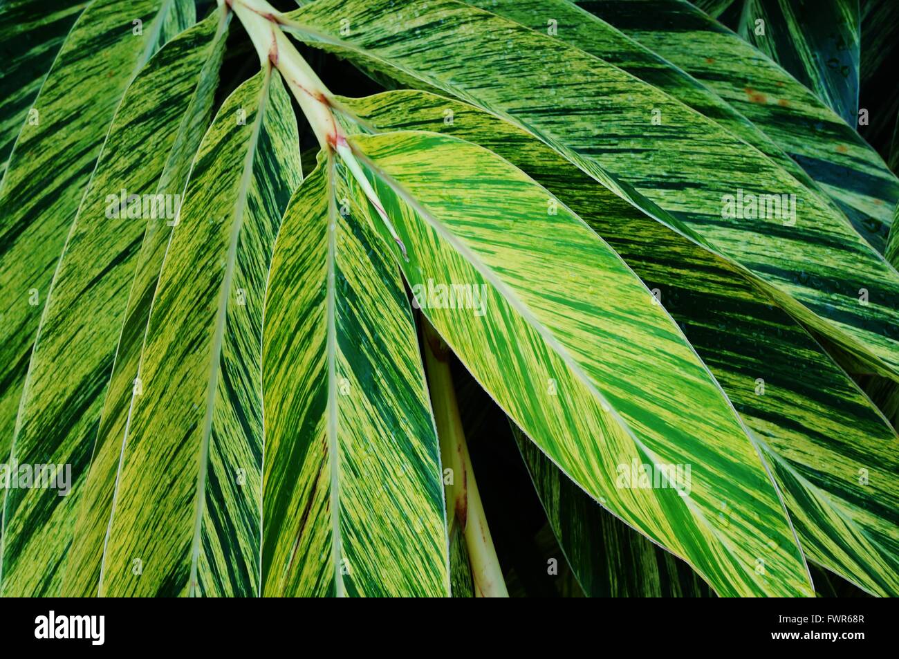 Feuilles panachées rayures de gingembre Banque D'Images