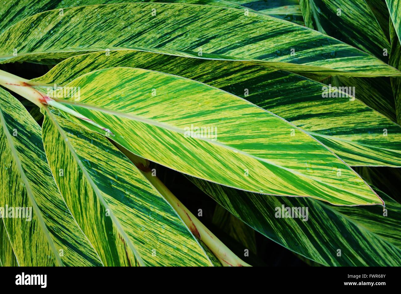 Feuilles panachées rayures de gingembre Banque D'Images