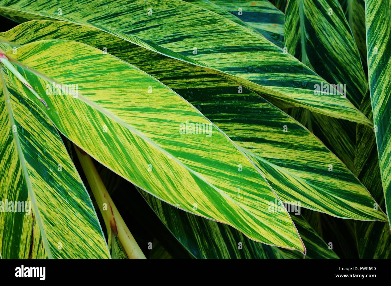 Feuilles panachées rayures de gingembre Banque D'Images