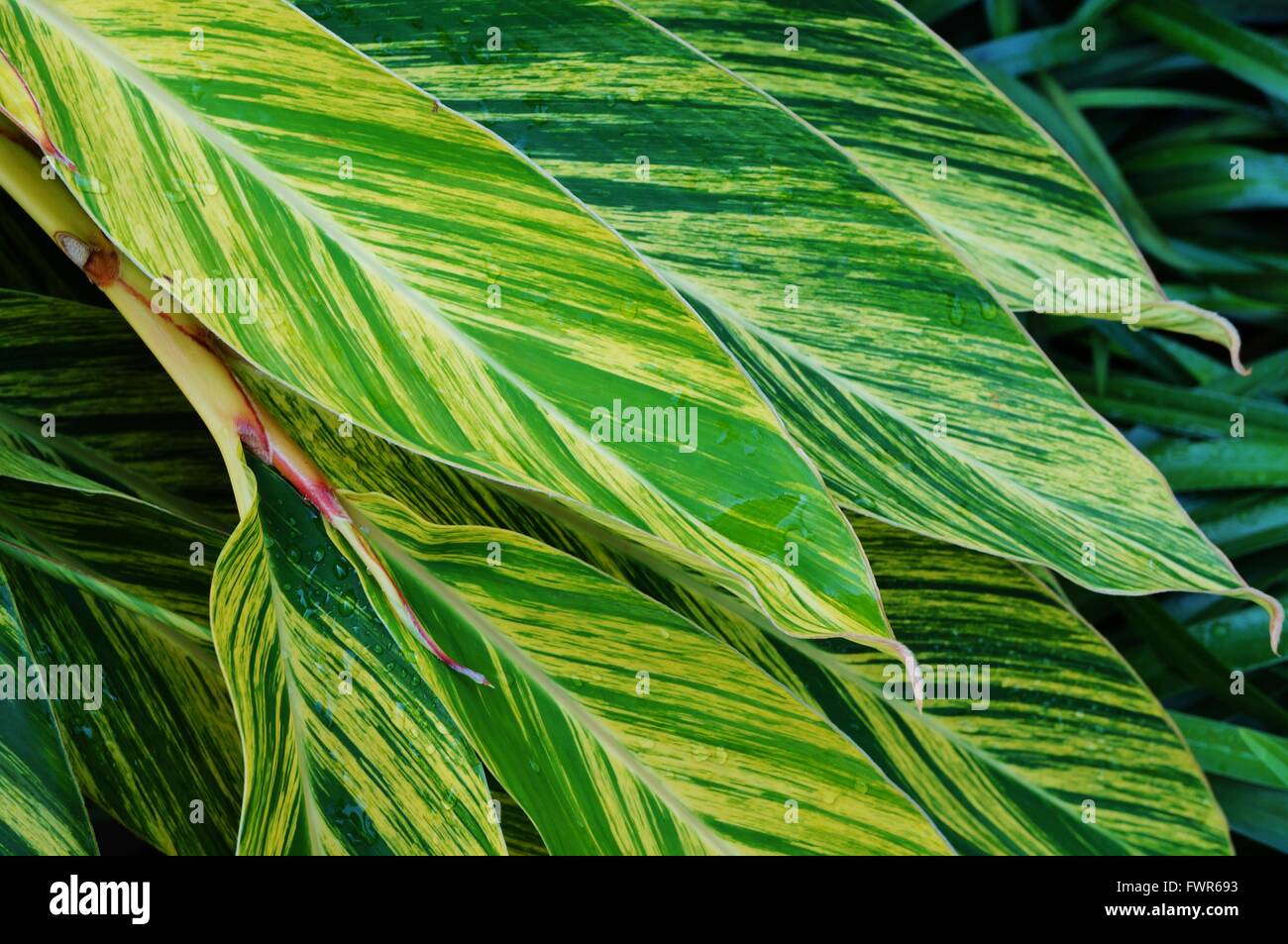 Feuilles panachées rayures de gingembre Banque D'Images