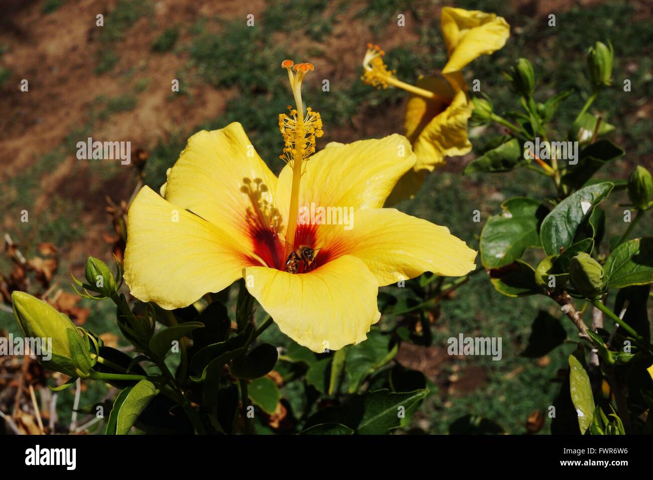 Fleur d'hibiscus jaune avec de longues étamines jaune et rouge Banque D'Images