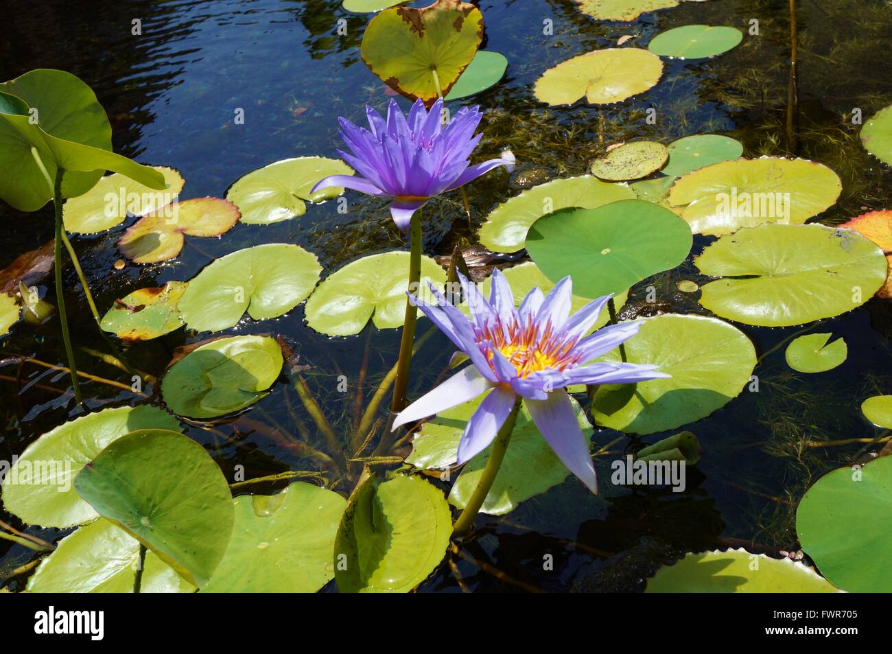 Fleurs de lotus nénuphar aquatique mauve dans un étang à Hawaï Banque D'Images