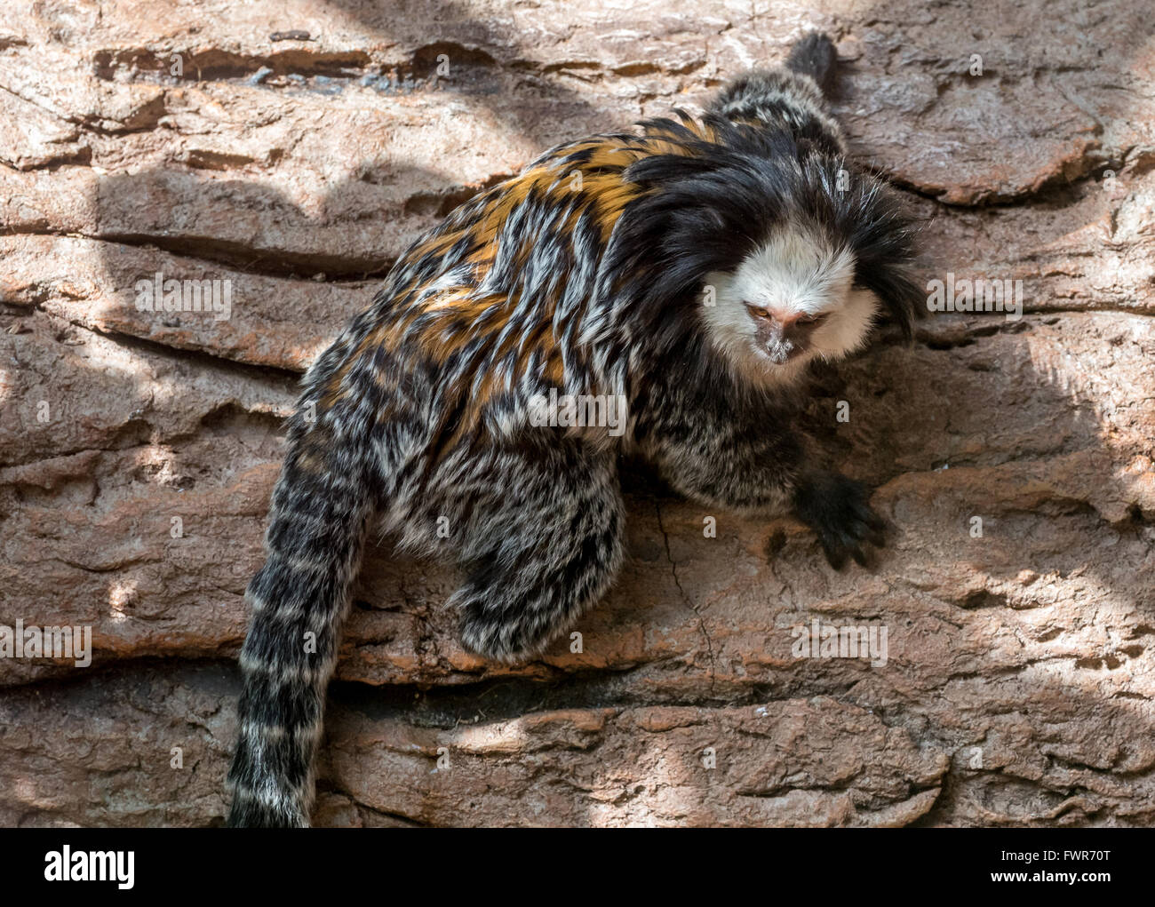 Marmoset à tête blanche, face rocheuse d'escalade Banque D'Images