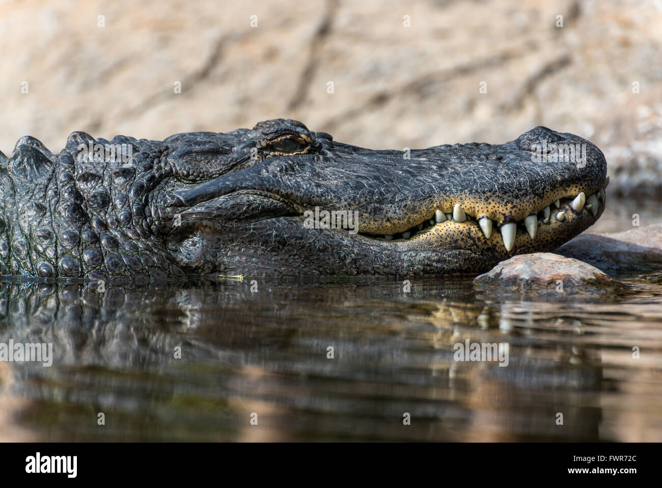 Vue latérale d'un Alligator's head montrant la bouche et des dents Banque D'Images