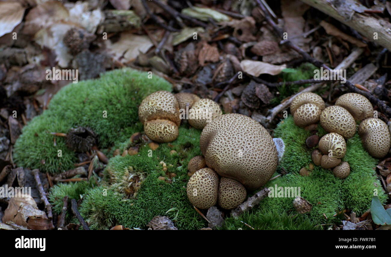 Les champignons vénéneux de la sclérodermie (earthball commun citrinum, syn. Scleroderma aurantium (Vaill.) et la sclérodermie vulgare). Banque D'Images