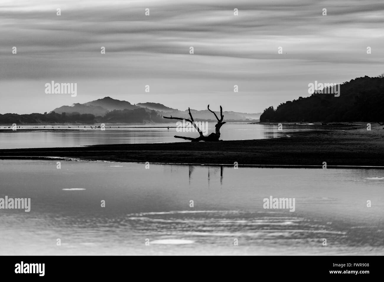 Beau morceau de bois flotté sur une plage en noir et blanc Banque D'Images