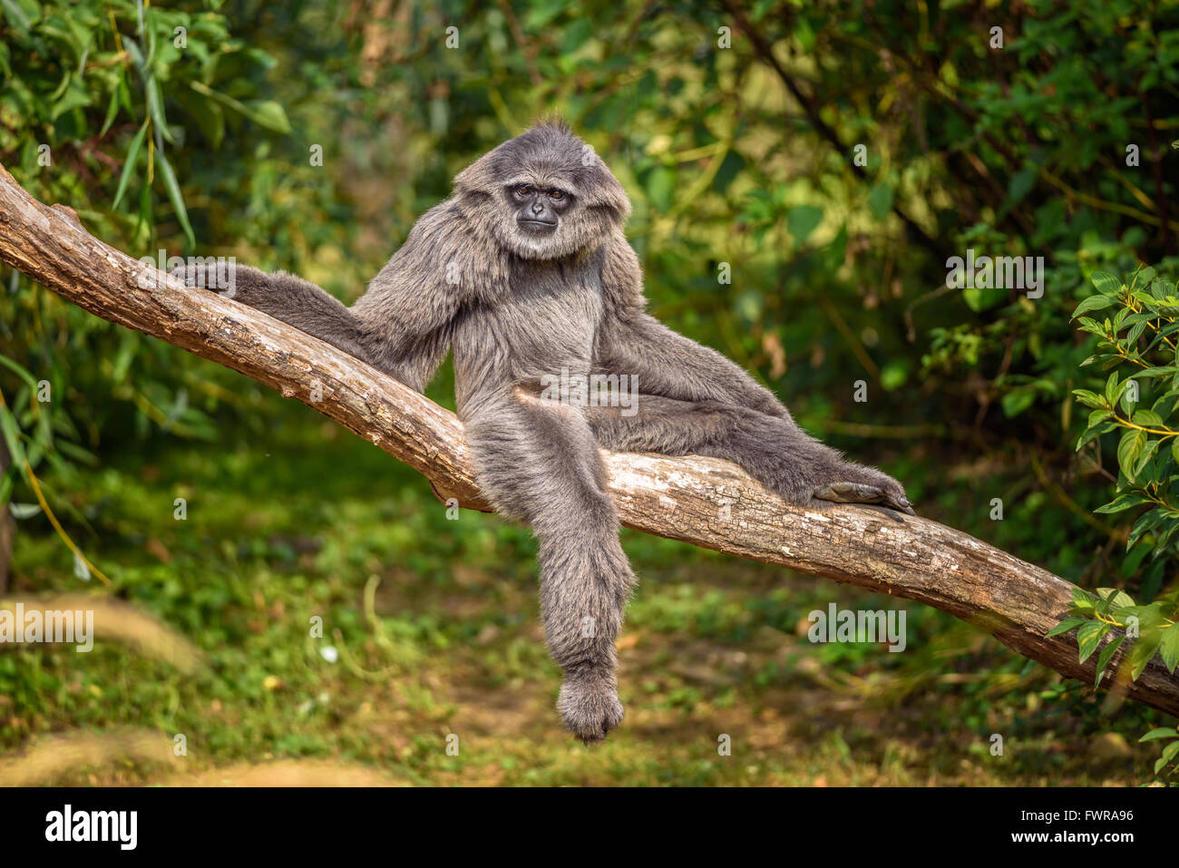 Silvery gibbon (Hylobates moloch) assis sur une branche. Le gibbon argenté se classe parmi les espèces les plus menacées. Banque D'Images Silvery gibbon (Hylobates moloch) assis sur une branche. Le gibbon argenté se classe parmi les espèces les plus menacées. Banque D'Images