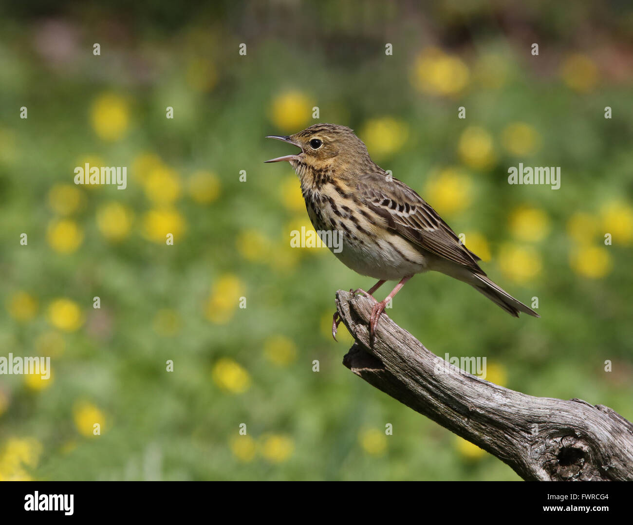 Arbre pipit, Anthus trivialis Banque D'Images