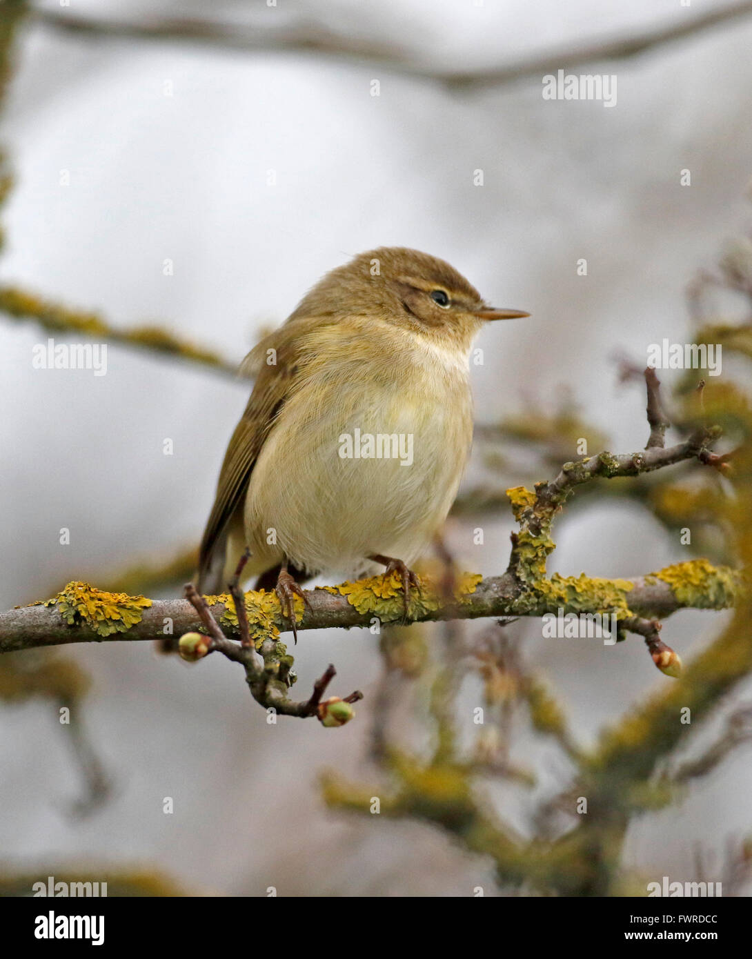 ( « Récent Phylloscopus collybita) Banque D'Images