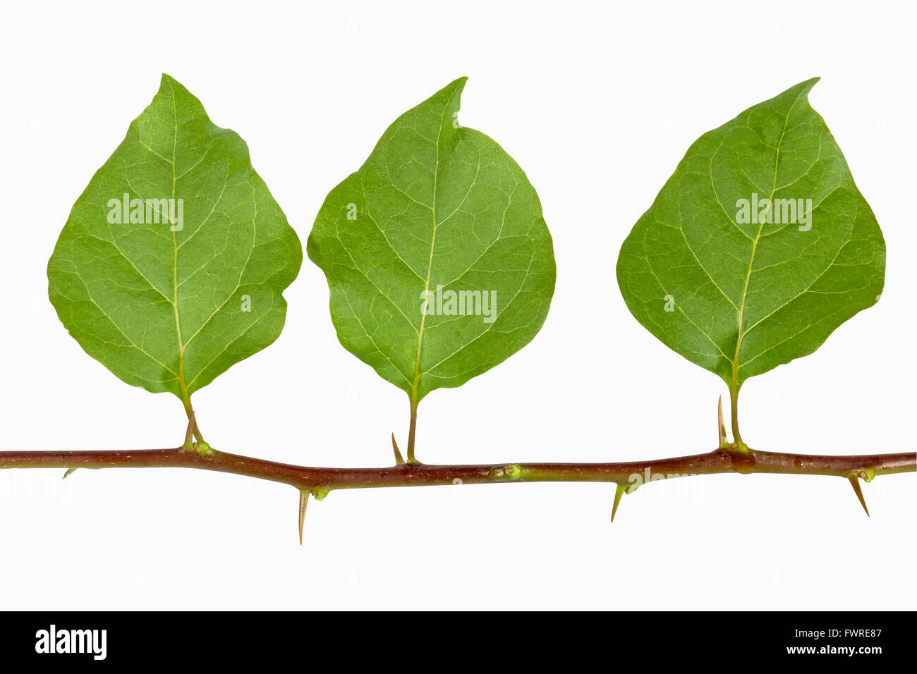 Trois feuilles de bougainvilliers vert isolés avec des épines sur la tige  on white Photo Stock - Alamy
