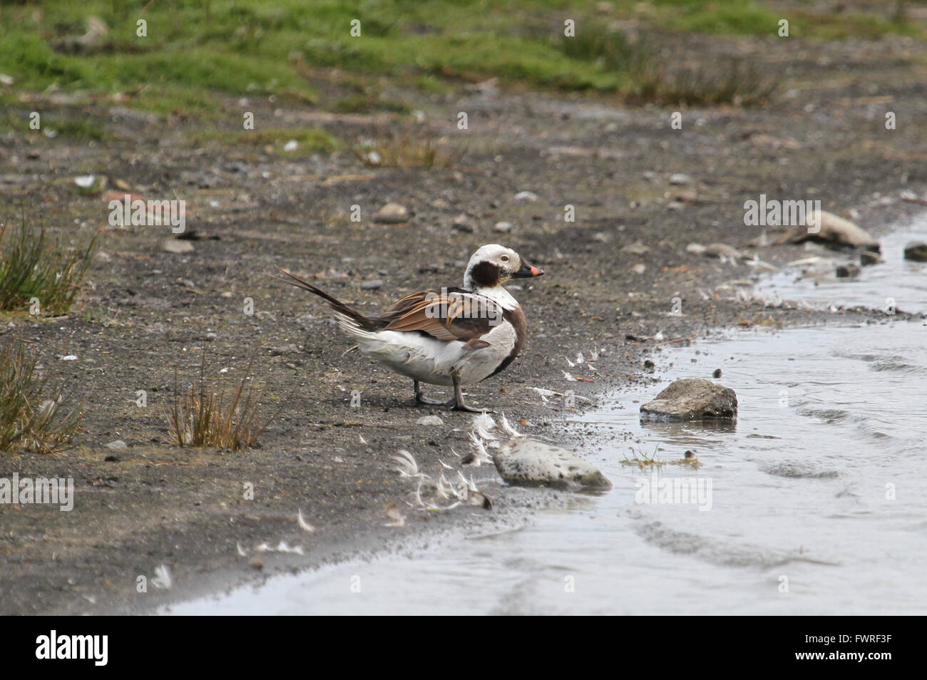Long-tailed Duck mâle adulte Banque D'Images