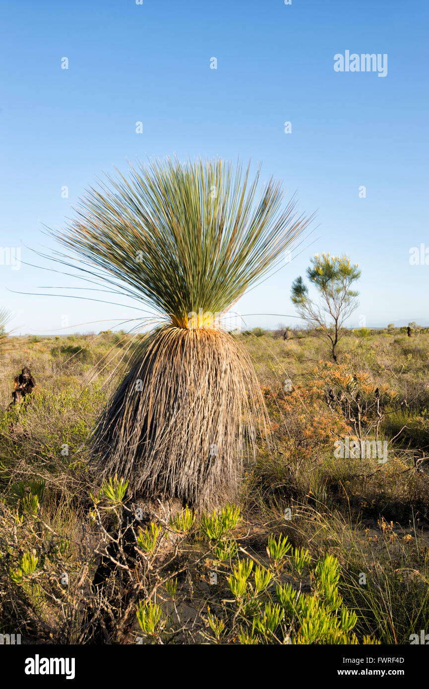 L'herbe du désert Arbre (Xanthorrhoea thorntonii), Parc National de Kalbarri, Western Australia, Australia Banque D'Images