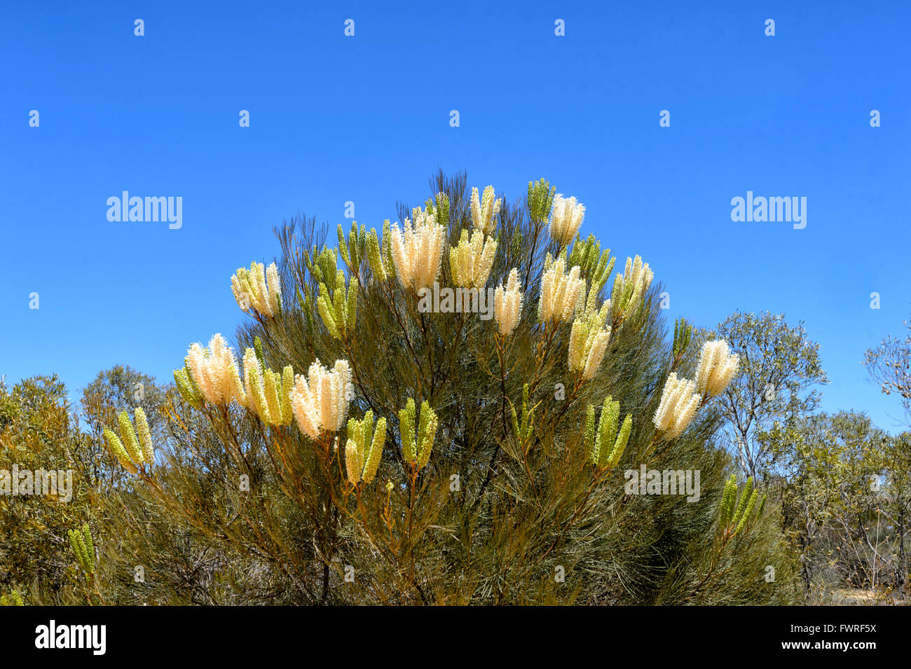 Grevillea candelabroides, Parc National de Kalbarri, Western Australia, Australia Banque D'Images