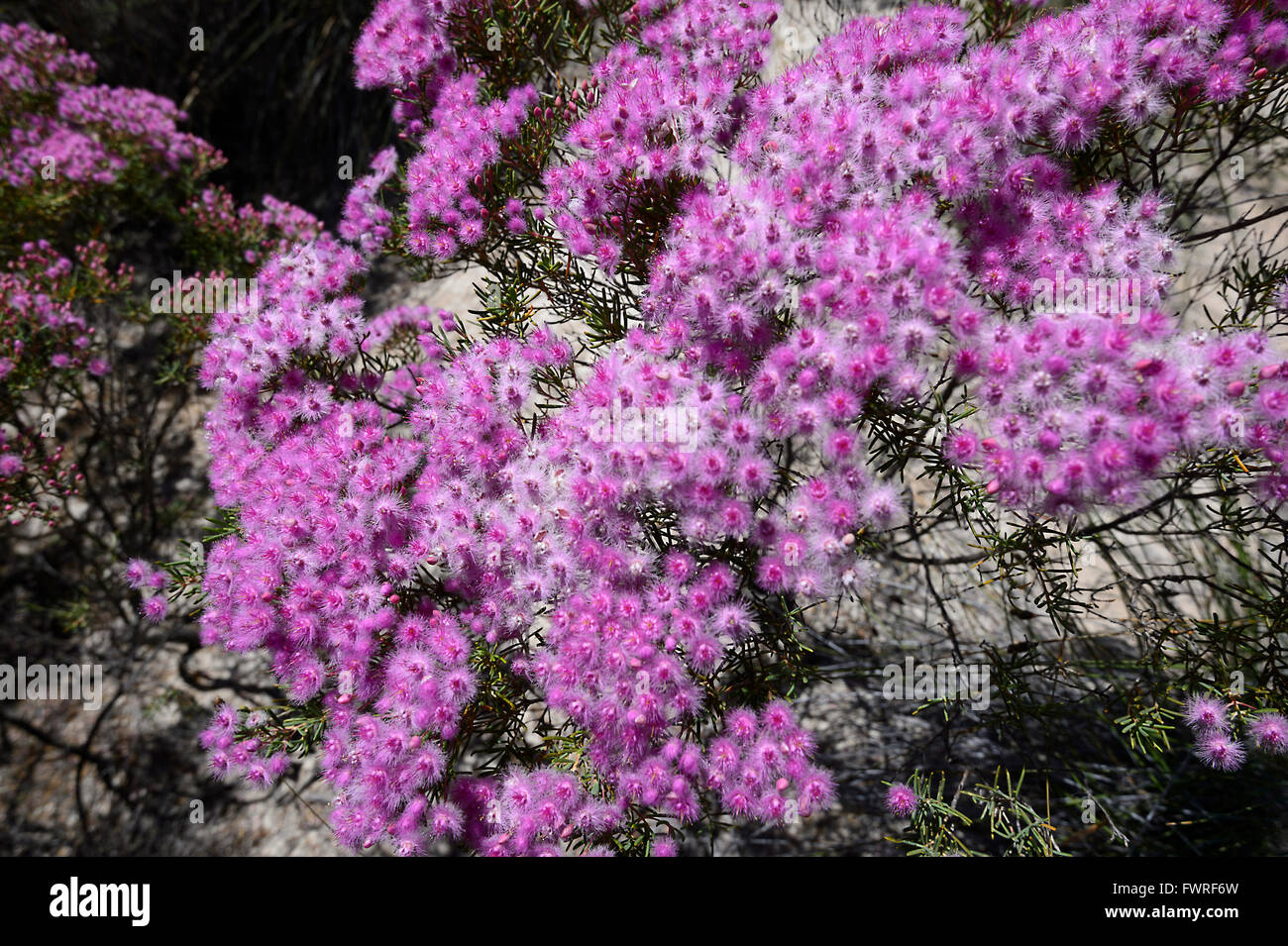 Callitricha Verticordia monadelpha var, Desert Bloom, Parc National de Kalbarri, Western Australia, Australia Banque D'Images