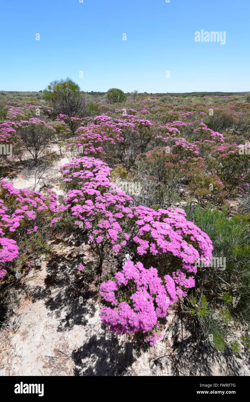 Callitricha Verticordia monadelpha var, Desert Bloom, Parc National de Kalbarri, Western Australia, Australia Banque D'Images