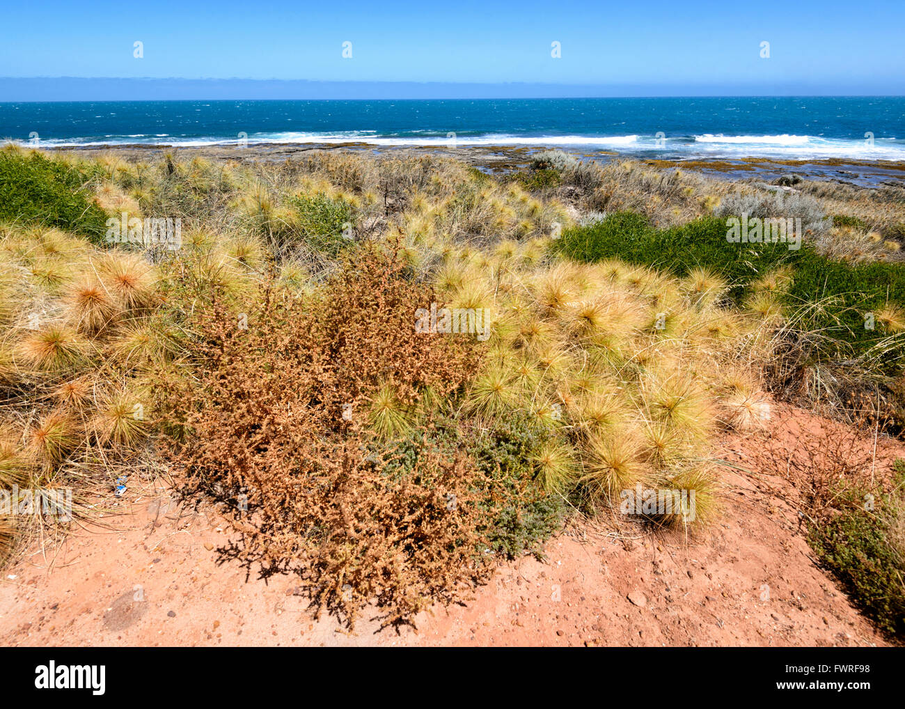 Beach (Spinifex longifolius Spinifex), Parc National de Kalbarri, Australie occidentale, WA, Australia Banque D'Images