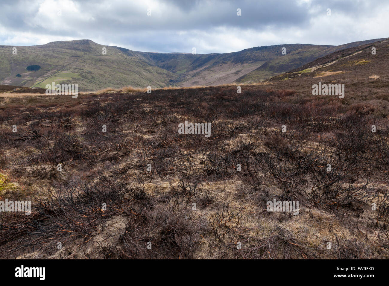 Heather brûlé et une lande endommagée par l'incendie à la lisière sud de Kinder Scout, Derbyshire Peak District National Park, Angleterre, RU Banque D'Images