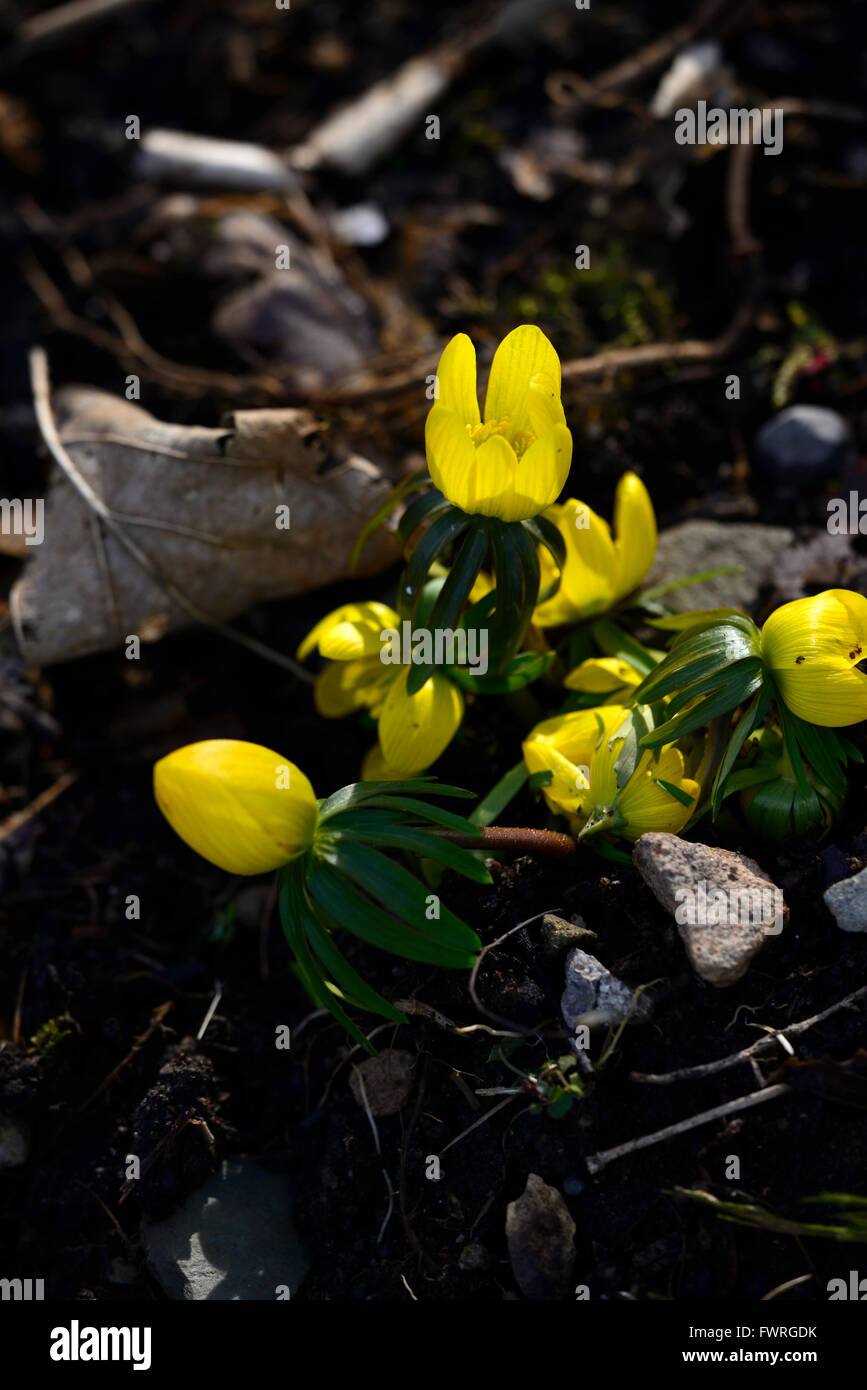 Eranthis hyemalis Guinée Tubergenii Or jaune aconit d'hiver groupe printemps fleurs bois ombragé ombragé à l'ombre Banque D'Images